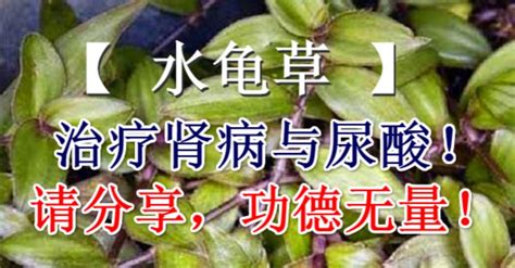 水龜草禁忌|水龟草的功效与作用、禁忌和食用方法